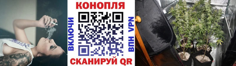 Каннабис план Ростов